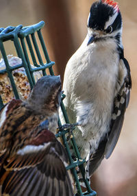 A small woodpecker on the suet feeder