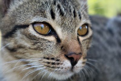 Close-up portrait of a cat