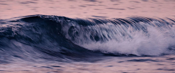 Close-up of horse in sea