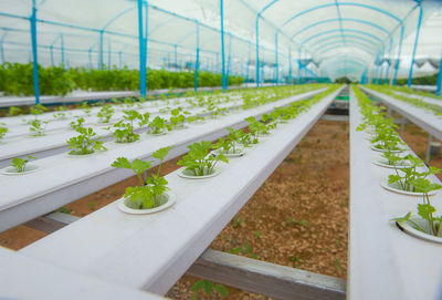 Plants growing in greenhouse