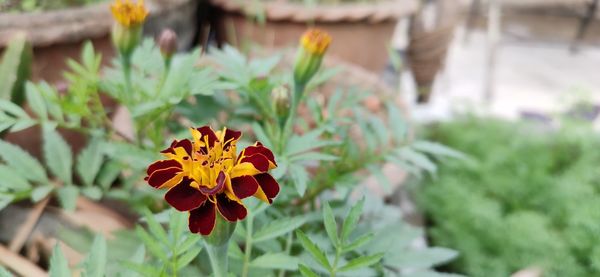 Close-up of deep red french china marigold single flower on plant