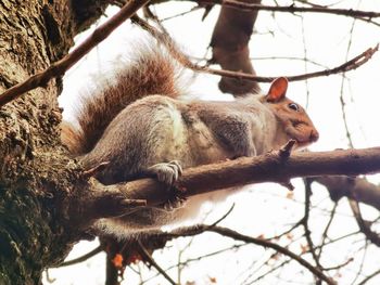 Low angle view of a squirrel resting on tree - vita da scoiattoli 