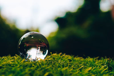 Close-up of crystal ball on grass