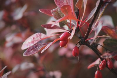 Close-up of red flowers