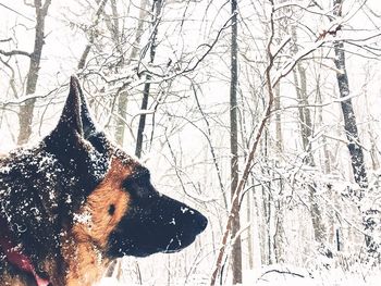 Dog on snow covered tree