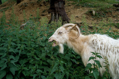 View of an animal on field