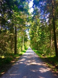 Footpath amidst trees in forest