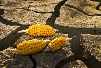 High angle view of corns on cracked field