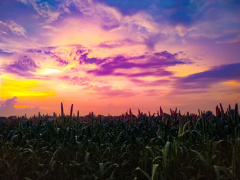 Crops growing on field against sky during sunset