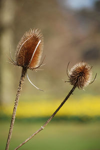 Close-up of thistle