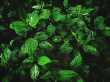 Full frame shot of fresh green leaves