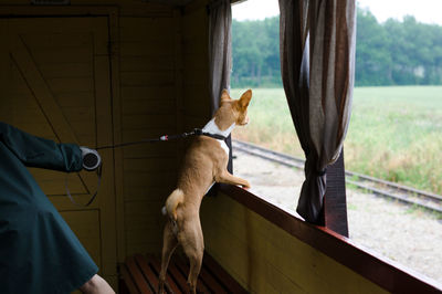 Person pulling dog looking through window in train