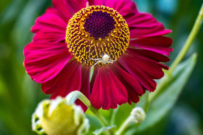 Close-up of pink flower