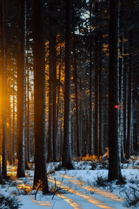 The light of the setting sun in the winter forest