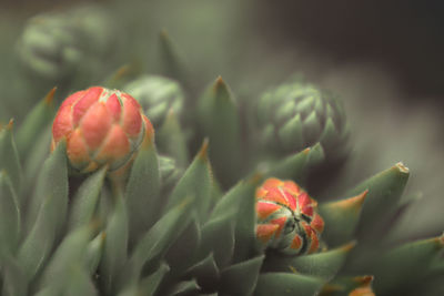 Close-up of succulent plants growing outdoors