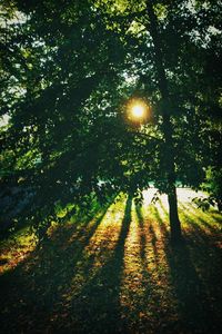 Sun shining through trees