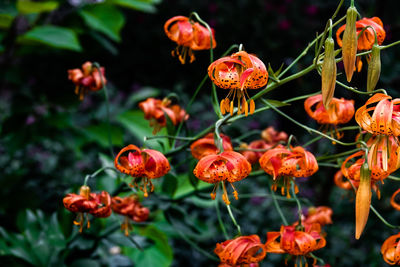 Close-up of red flowering plants