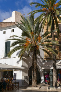 Palm trees against buildings in city