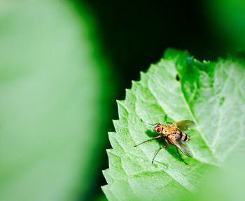 Close-up of insect on plant