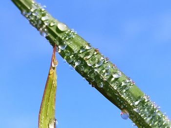 Low angle view of wet plant against clear blue sky