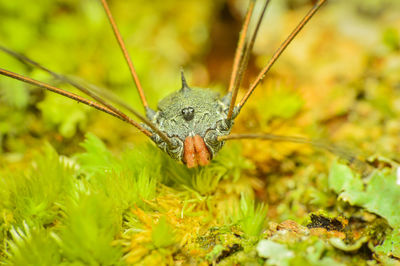 Close-up of an animal on land