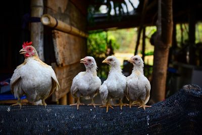 Flock of birds