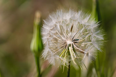 Close-up of dandelion flower on field in summer