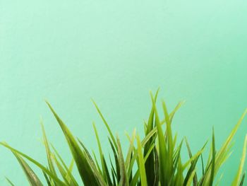 Close-up of fresh green grass against sky