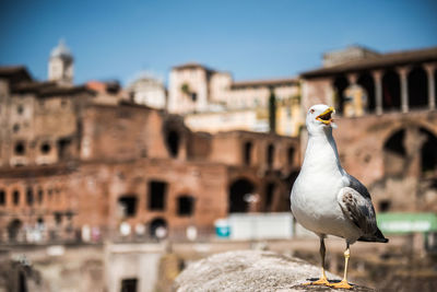 Bird perching on built structure against clear sky