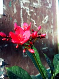 Close-up of red flowers blooming outdoors