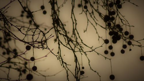 Low angle view of silhouette tree against sky at dusk