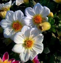 Close-up of flowers blooming outdoors