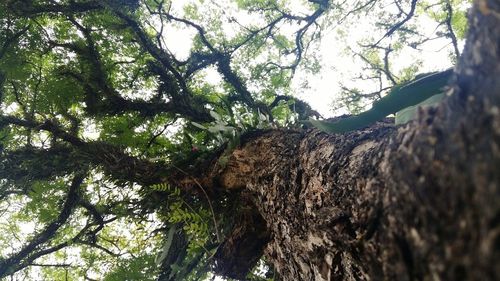 Low angle view of tree trunk in forest