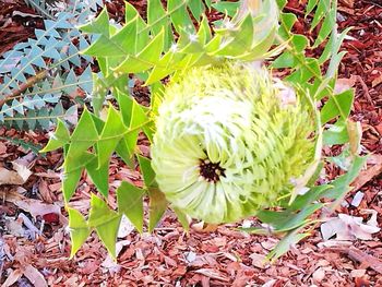 Close-up of plant growing outdoors