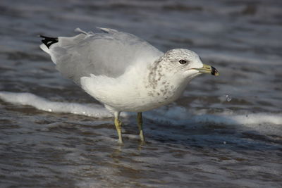 Close-up of seagull on beach