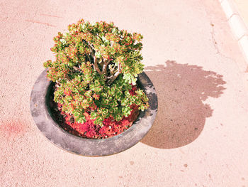 High angle view of potted plant