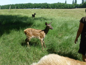 Horse grazing on grassy field