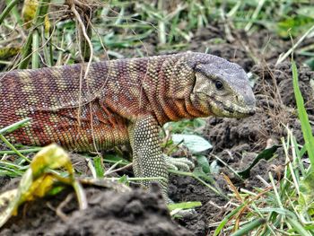 Close-up of a lizard on field