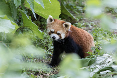Red panda on ground