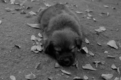 Close-up of puppy sleeping on footpath