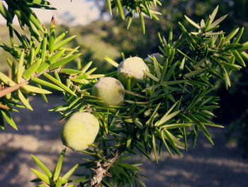 Close-up of fruits growing on tree