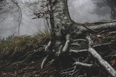 Close-up of tree trunk in forest