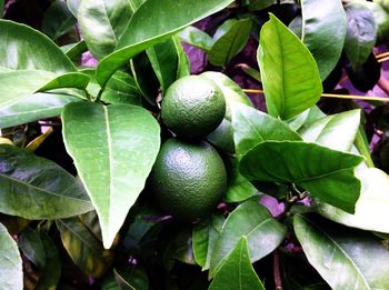 Close-up of fruits on tree