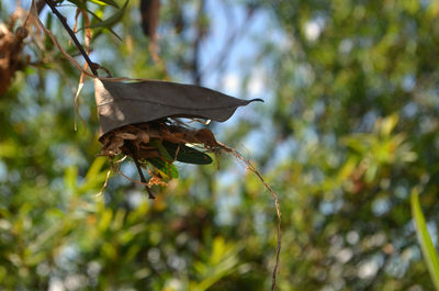 Close-up of insect on leaf