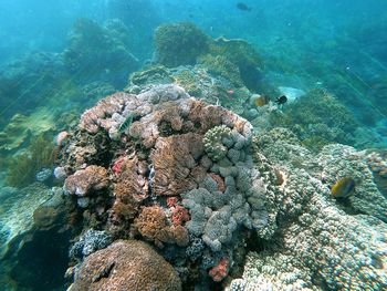 View of coral in sea