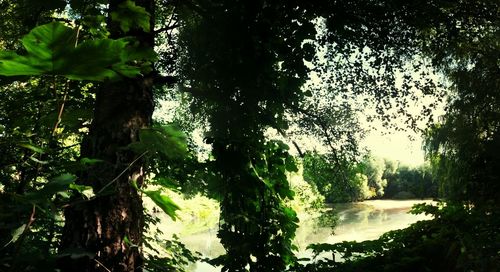 Trees in forest