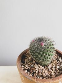 Close-up of succulent plant on table
