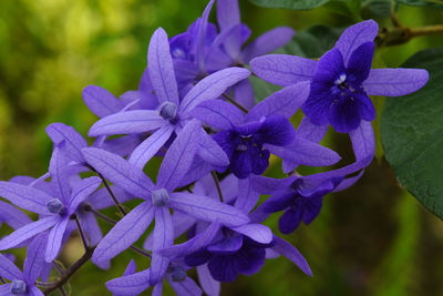 Close-up of purple flowering plant