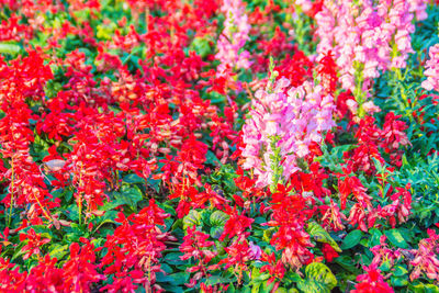 Close-up of red flowering plants