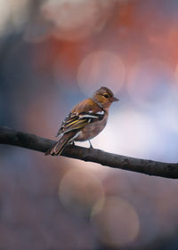 Close-up of bird perching on branch